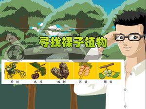 寻找裸子植物