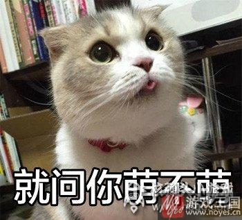 就问你萌不萌？《猫猫瑜伽》猫猫驾到