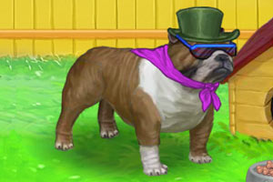 斗牛犬巴迪
