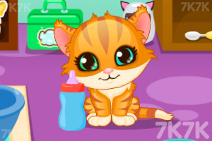 小猫咪日常护理