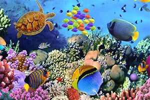 海底鱼群逃脱